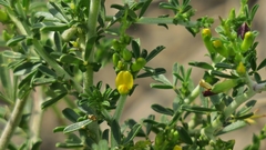 Melolobium candicans