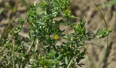 Melolobium candicans