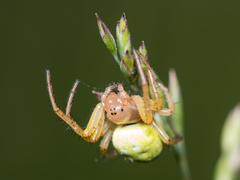 Araniella cucurbitina