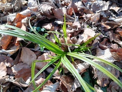 Carex sylvatica