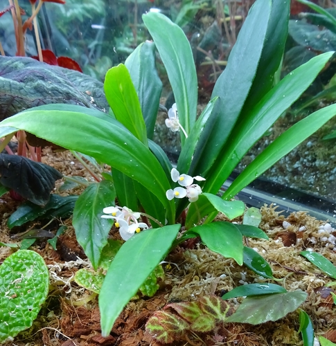 Begonia herbacea