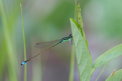 Ischnura capreolus