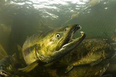 Chum Salmon photo 1