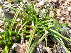 Carex sylvatica