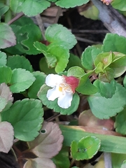Torenia polygonoides