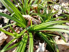 Carex sylvatica