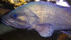 Acanthistius serratus