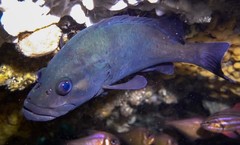 Acanthistius serratus