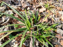 Carex sylvatica