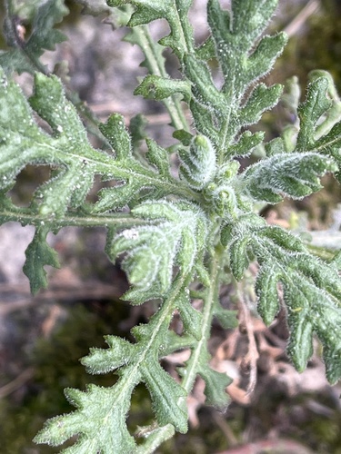 Heath Groundsel (Senecio sylvaticus)