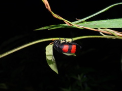 Coleoptera