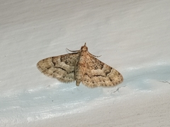 Gymnoscelis lophopus