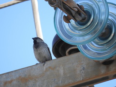 Passer domesticus