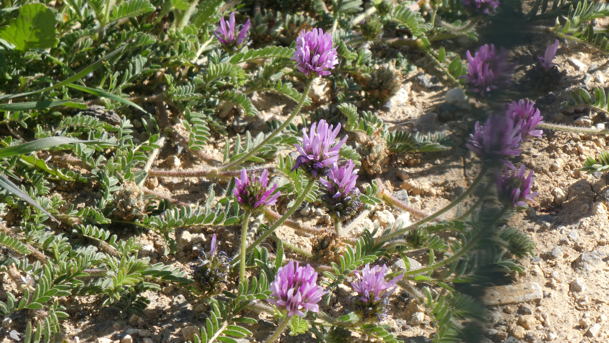 Astragalus glaux