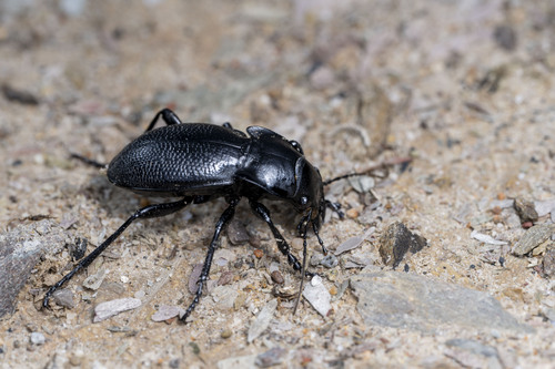 Carabus glyptopterus