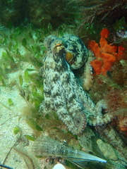 Octopus djinda