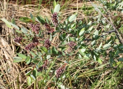 Salix myrtilloides