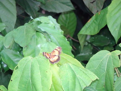 Junonia sophia sophia