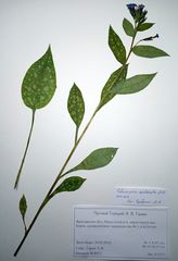 Pulmonaria saccharata