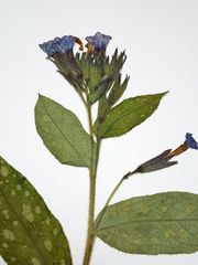 Pulmonaria saccharata