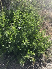 Blitum californicum