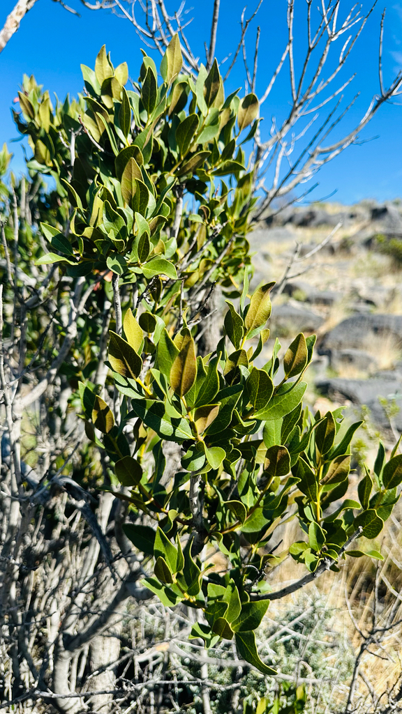 Euclea asperrima