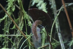 Anthurium caramantae, photograph author not stated, no rights reserved