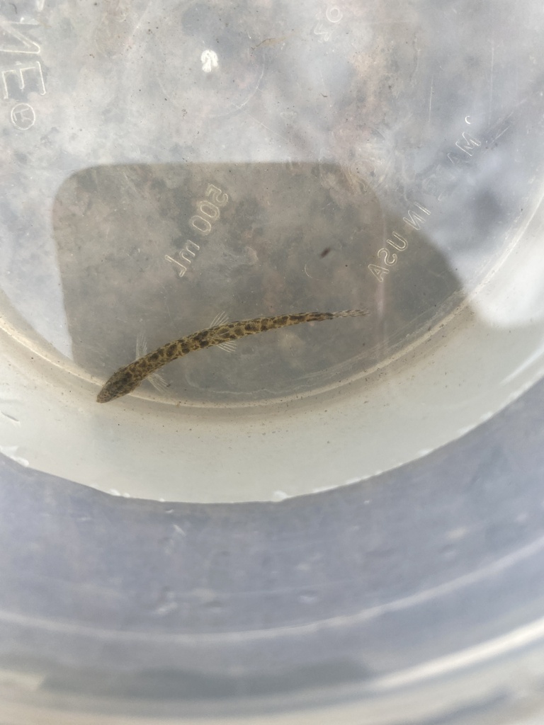 Spine loach (Cobitis taenia) — Cobitidae
