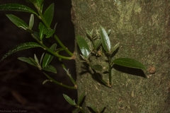 Planchonella australis