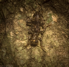 Stigmatium mastersii