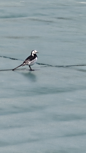 White Wagtail