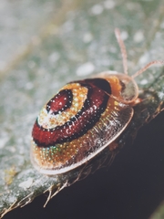 Charidotis pupillata