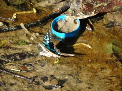 Graphium policenes policenes