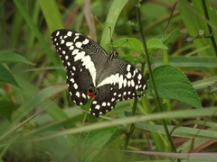 Papilio demodocus demodocus