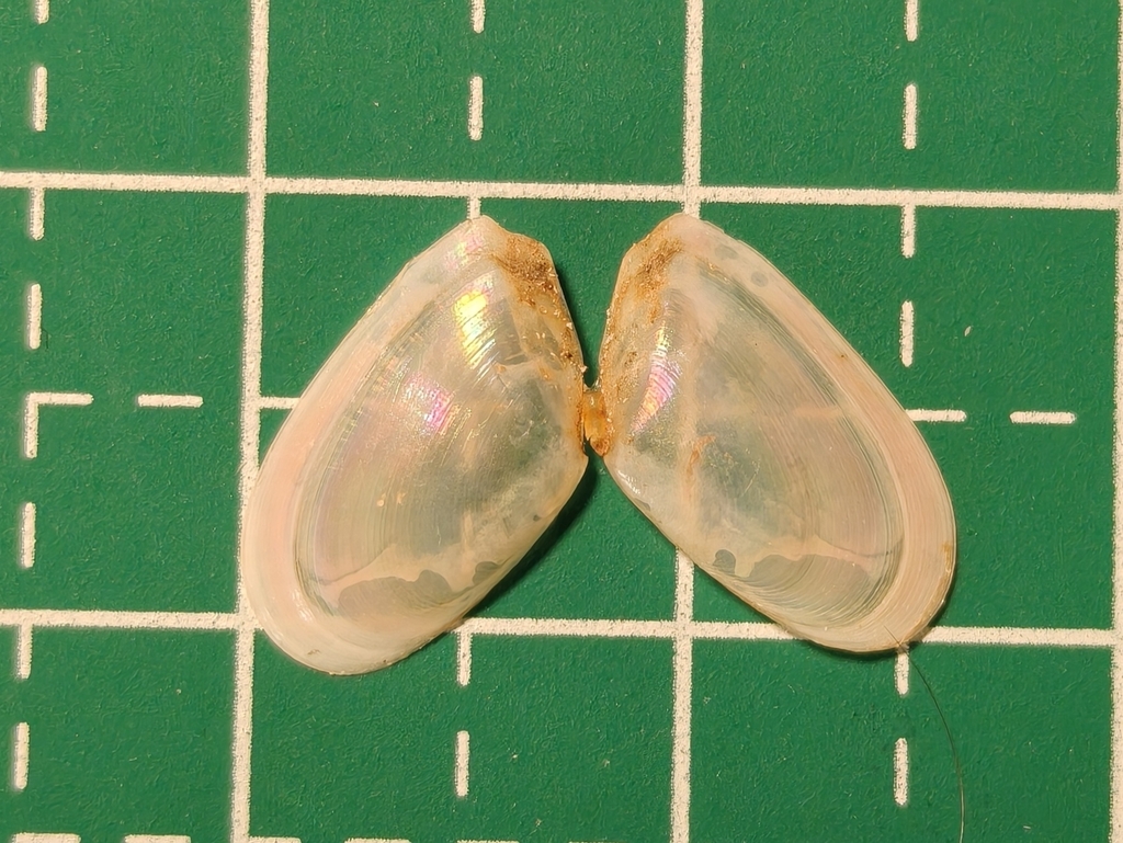 Nitidotellina hachiensis