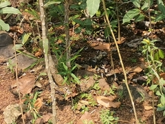 Pachliopta hector