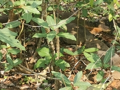 Pachliopta hector