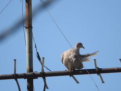 Streptopelia decaocto
