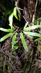 Lygodium articulatum