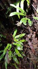 Lygodium articulatum
