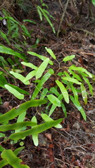 Lygodium articulatum