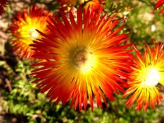 Drosanthemum bicolor