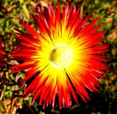 Drosanthemum bicolor