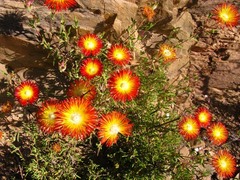 Drosanthemum bicolor