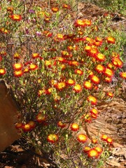 Drosanthemum bicolor