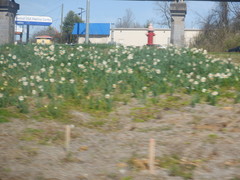 Narcissus poeticus