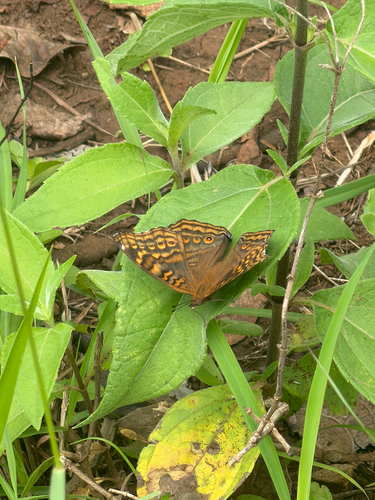 Golden Pansy