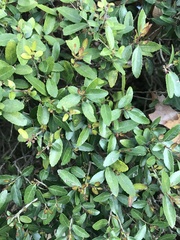 Ilex vomitoria image