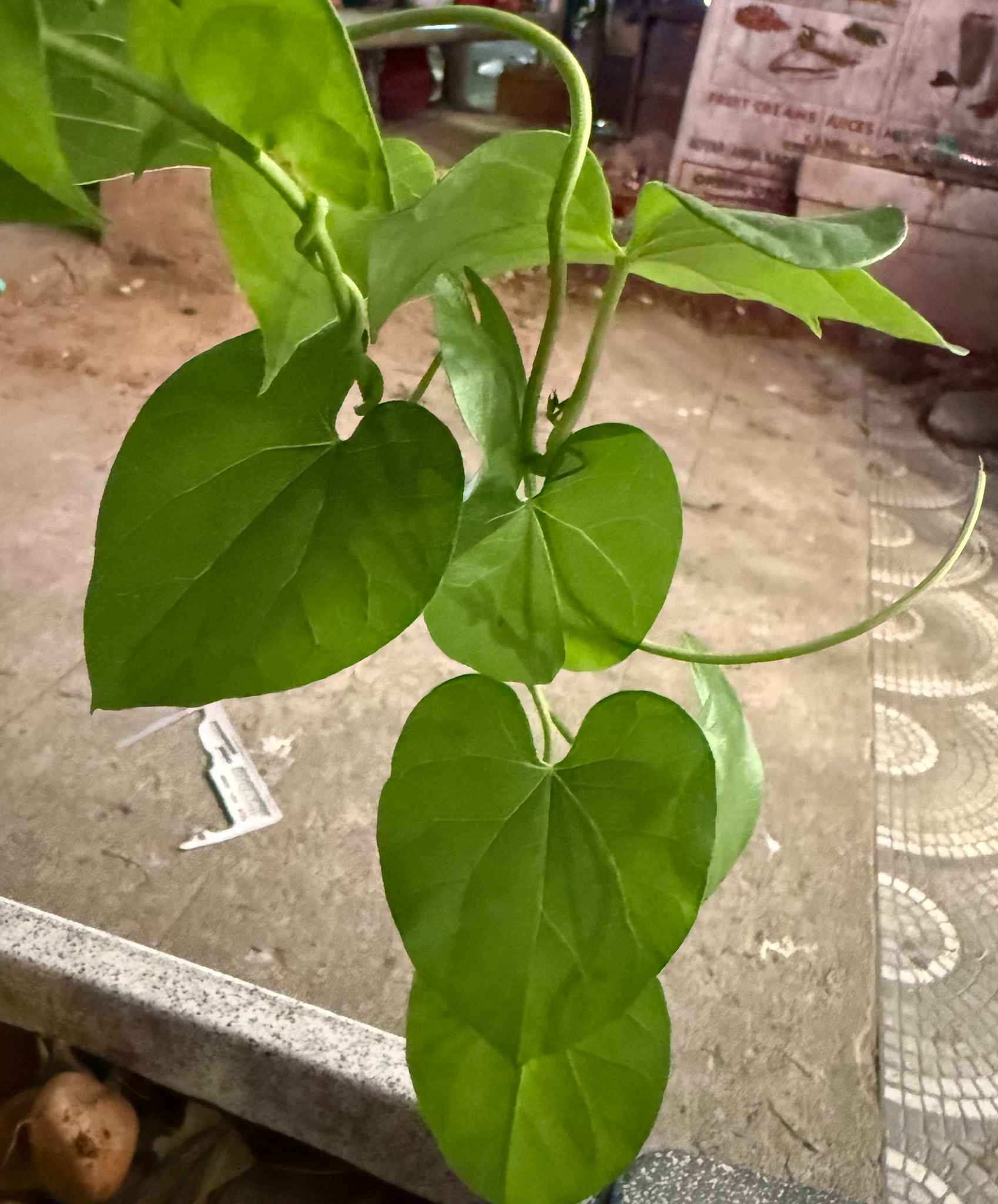 Guduchi (Tinospora cordifolia)