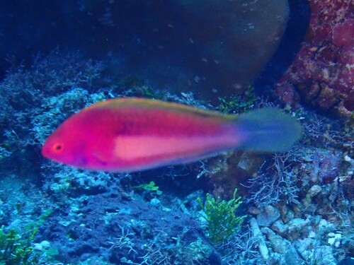 Cirrhilabrus luteovittatus observed 2026-04-01